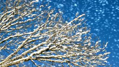 Baum im Winter mit Schnee - Tree with Snow