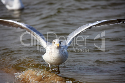 Möwe - Seagull 29