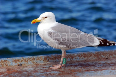 Möwe - Seagull 6