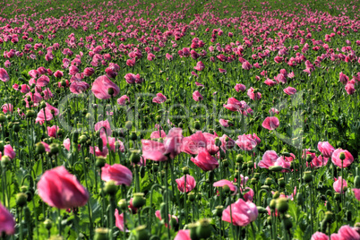 Lila Mohnfeld - Purple Poppy flower field