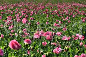 Lila Mohnfeld - Purple Poppy flower field