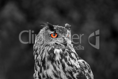 Uhu als Effektbild - Eurasian Eagle-owl
