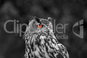 Uhu als Effektbild - Eurasian Eagle-owl