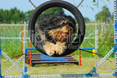 Wäller beim Agility - The Wäller agility