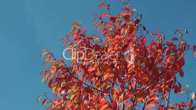 Rotes Herbstlaub - Indian Summer red
