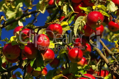 Apfel - apple 14