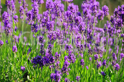 Lavendel - lavender 52