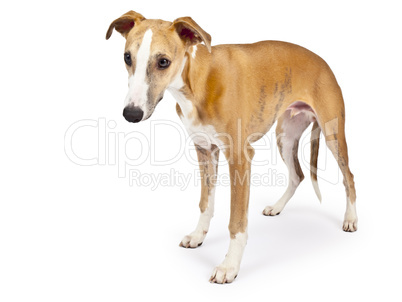 whippet