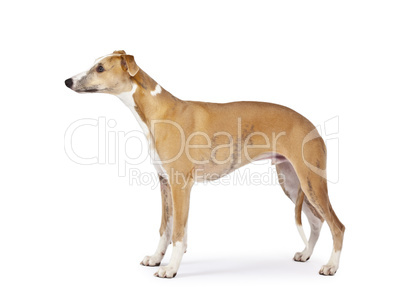 whippet