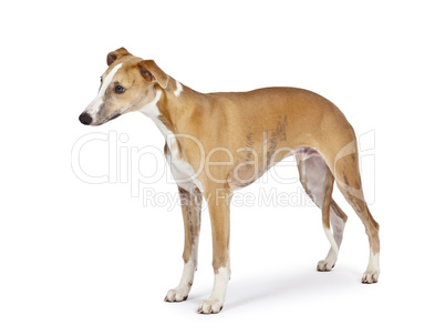 whippet