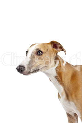 whippet