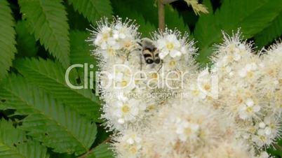 insects on blossom