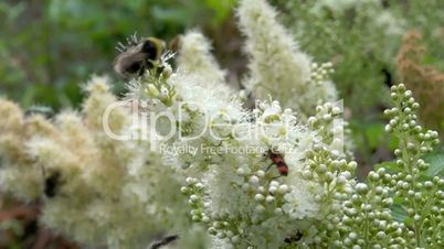 many insects on blossom