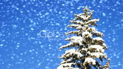 Fichte im Schnee - Spruce with Snow