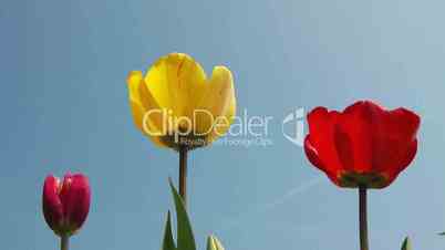 Bunte Tulpen im Sonnenlicht - Colorful Tulips