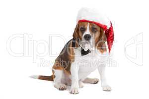 Cute beagle in christmas spirit