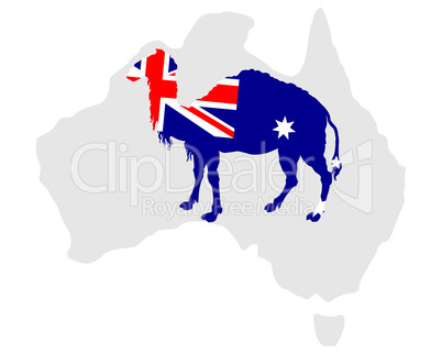 Australisches Kamel