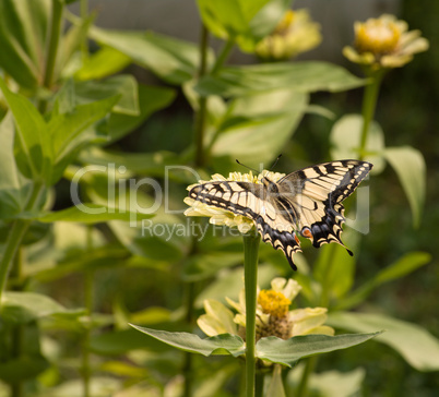 Machaon.