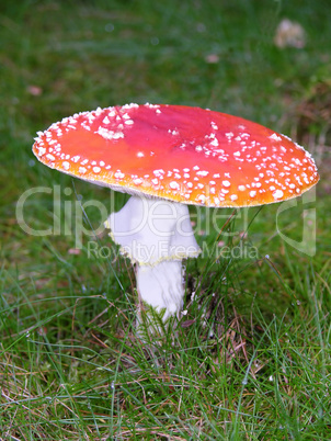 One big fly agaric in graslands