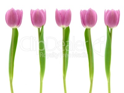 Pink Tulips