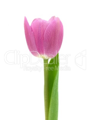 Pink Tulips