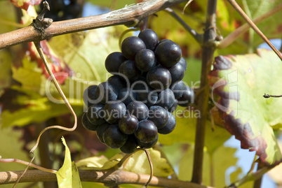 Weintrauben reif - Grapes mellow