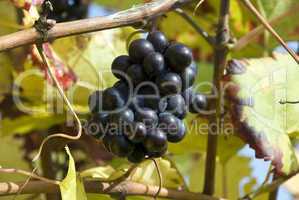 Weintrauben reif - Grapes mellow