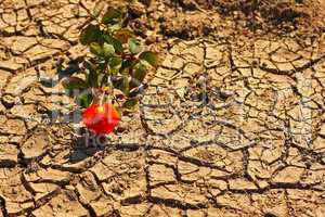 Red rose on cracked parched earth