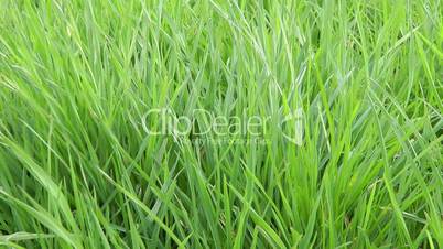 Grünes Gras - Video - Green Grass