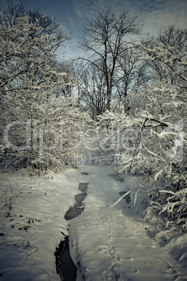 Winter forest in snow