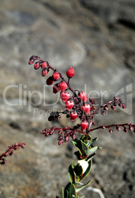 Petit bois de rempart (Agauria buxifolia)