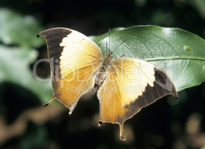 Tropischer Schmetterling