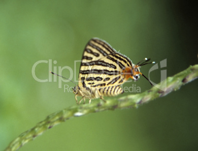 Tropischer Schmetterling mit falschem Kopf