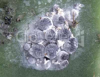 Cochenille-Schildläuse (Dactylopius coccus) an Opuntia-Kaktus