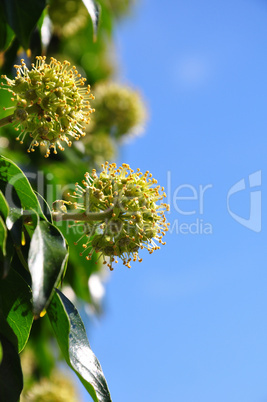 Blühender Efeu (Hedera helix)