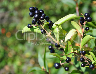 Früchte des Faulbaums (Frangula alnus)