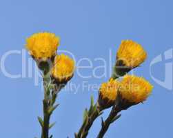 Huflattich (Tussilago farfara)