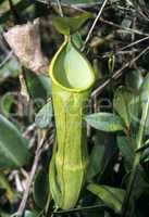 Kannenpflanze (Nepenthes)