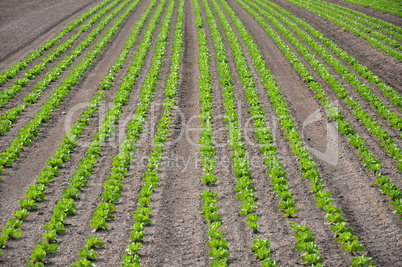 Feld mit Salat