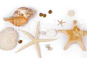 Muscheln und Seesterne
