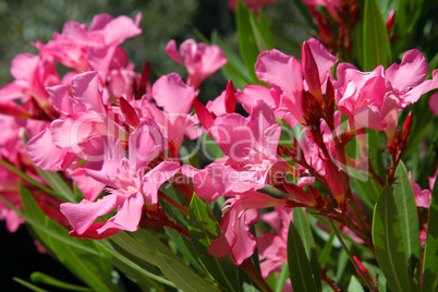 Pinkfarbene Blüten
