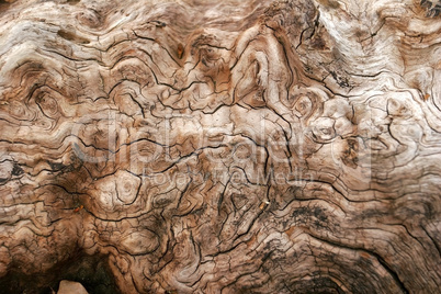 Altes Holz