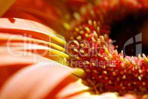 Gerbera nah