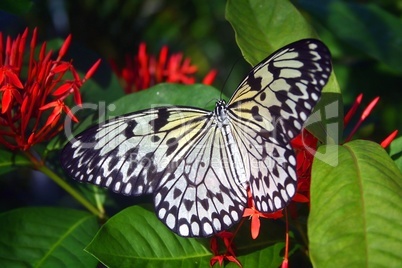 Schmetterling auf Pflanze