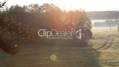 Conifer branch on hazy sunrise