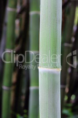 Bambus - bamboo 3
