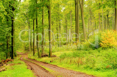 Buchenwald mit Weg - beech forest with trail 08