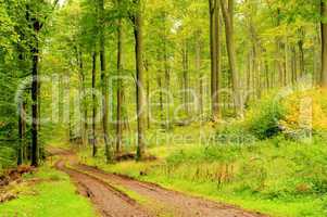 Buchenwald mit Weg - beech forest with trail 08