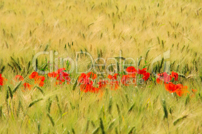 Klatschmohn im Feld - corn poppy in field 01
