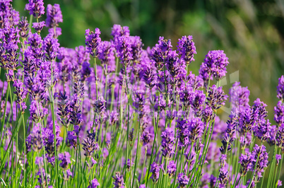 Lavendel - lavender 53